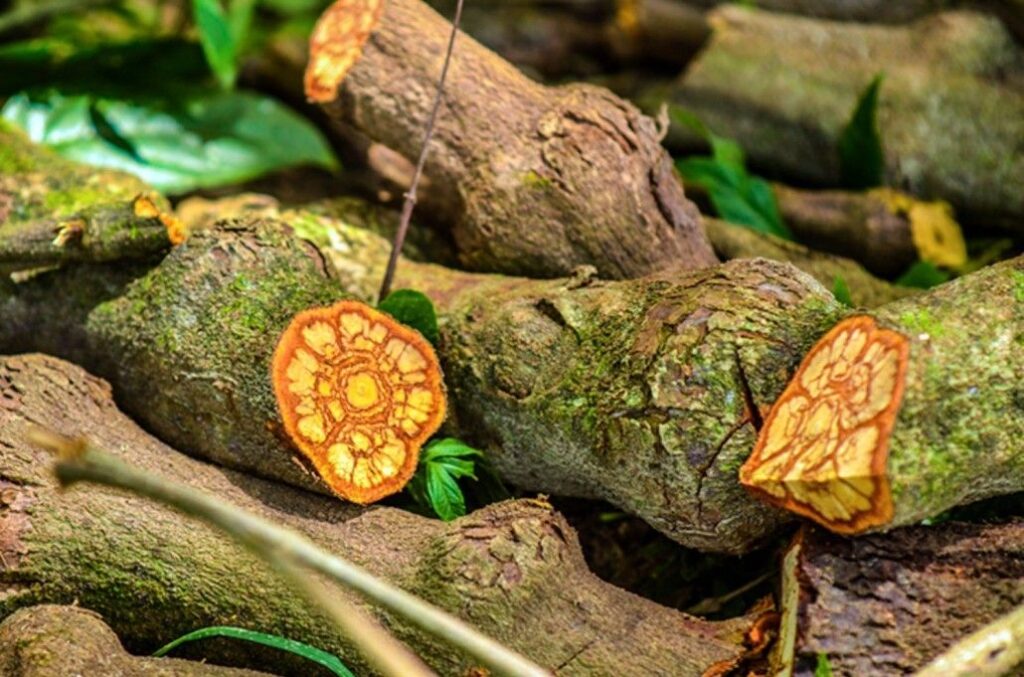 What is Ayahuasca sacred Amazonian plant medicine brew ingredients Banisteriopsis caapi vine and Chacruna leaf
